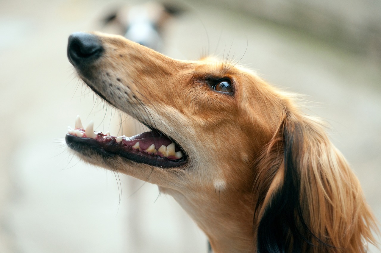 The Gentle Nature of the Saluki